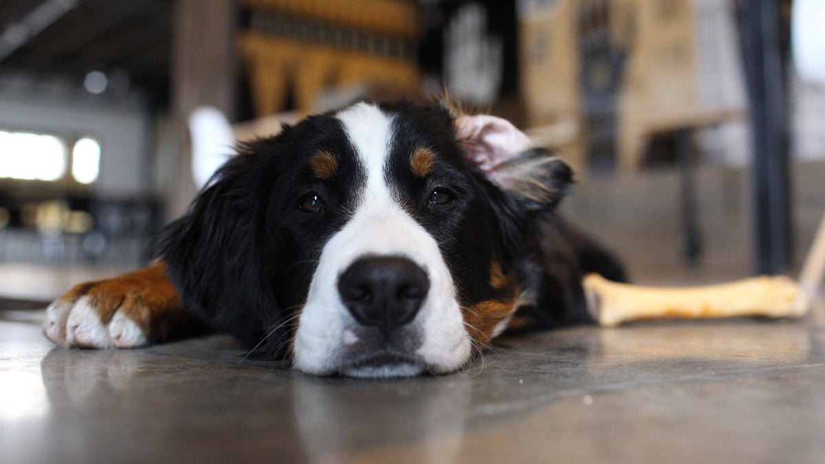 The Dog Days of Summer Hit Badlands