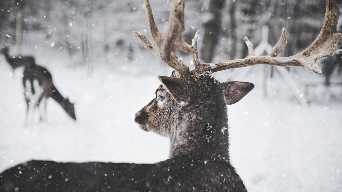 Celebrate America and the North American Model of Hunting