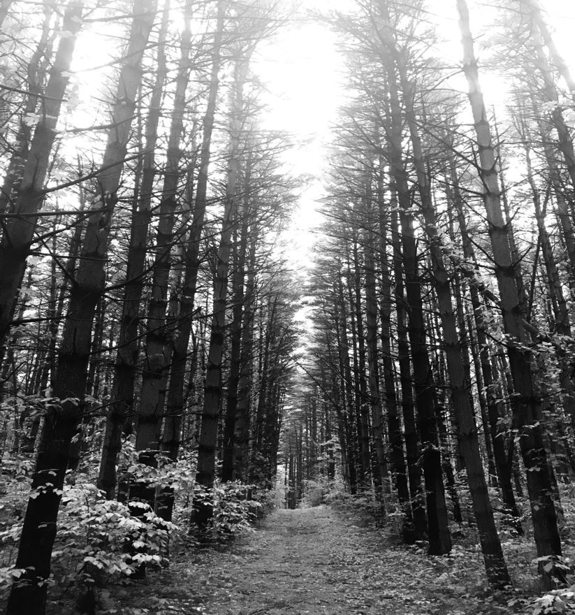 A Tale of Two Toms
