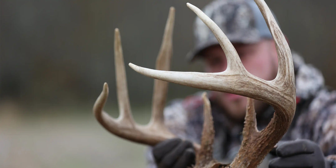 Whitetail